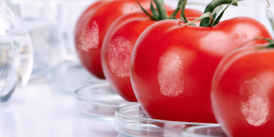 Vier Tomaten mit Fingerabdruck © Imprint Analytics GmbH