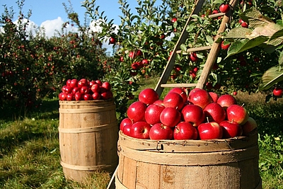 Apfelbäume und Apfel in Fässern © pixabay 