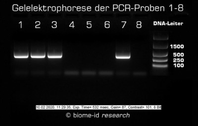 Die Abbildung zeigt das Ergebnis eines PCR-Tests bezüglich der Wirksamkeit von „Dr. Becher Trinkwasserdesinfektion“ auf freie DNA-Moleküle © biome-id