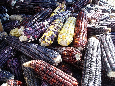 Landrassen von Mais, die sowohl alt als auch farbenfroh sind, repräsentieren eine reiche genetische Vielfalt und eine jahrtausendelange landwirtschaftliche Geschichte.
