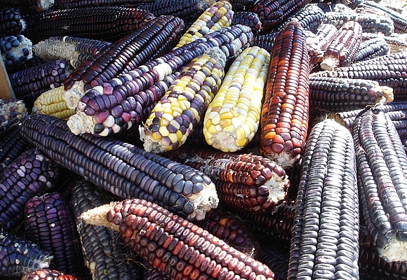 Landrassen von Mais, die sowohl alt als auch farbenfroh sind, repräsentieren eine reiche genetische Vielfalt und eine jahrtausendelange landwirtschaftliche Geschichte.