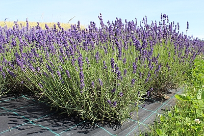 Lavendelfeld: Blüte im 2. Jahr 2022