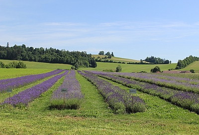 Lavendelfeld mit unterschiedlichen Sorten