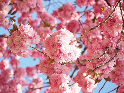 Kirschblüten © pixabay