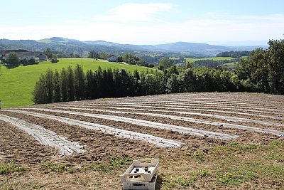 Felder nach der ersten Pflanzung des Mühlviertler Granit-Lavendels © Biokompetenzzentrum Schlägl